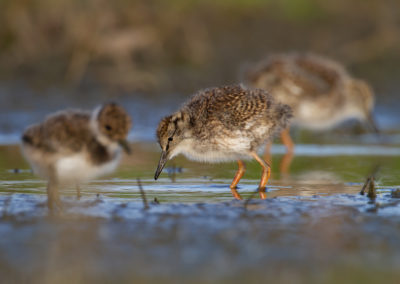 Tureluur, Tringa totanus, Common redshank | Winsumermeeden