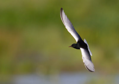 Witvleugelstern, Chlidonias leucopterus, White-winged tern