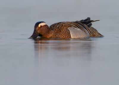 Zomertaling, Anas querquedula, Garganey | Winsumermeeden