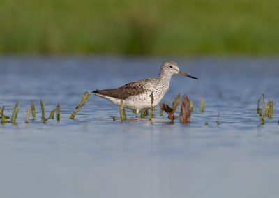 Groenpootruiter, Tringa nebularia, Common greenshank