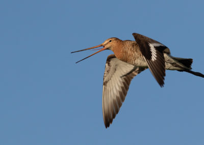 Grutto, Limosa limosa, Black-tailed godwit | Winsumermeeden