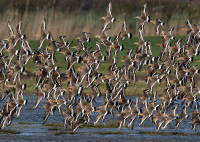 Grutto, Limosa limosa, Black-tailed godwit | Koningslaagte