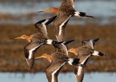 Grutto, Limosa limosa, Black-tailed godwit | Koningslaagte