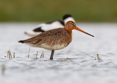 Kluut, Recurvirostra avosetta, Pied Avocet | Winsumermeeden