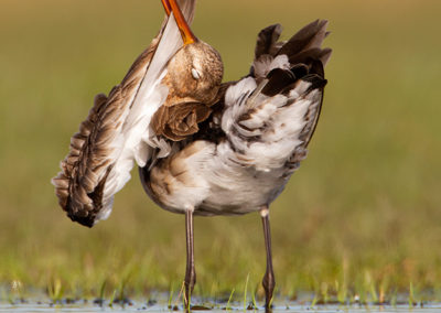 Grutto, Limosa limosa, Black-tailed godwit | Winsumermeeden