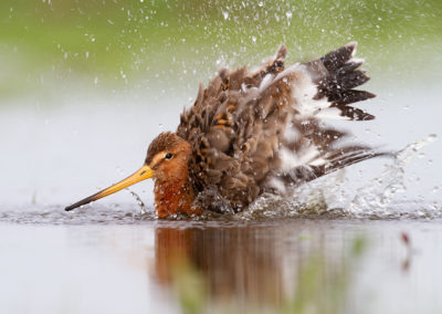 Grutto, Limosa limosa, Black-tailed godwit | Winsumermeeden