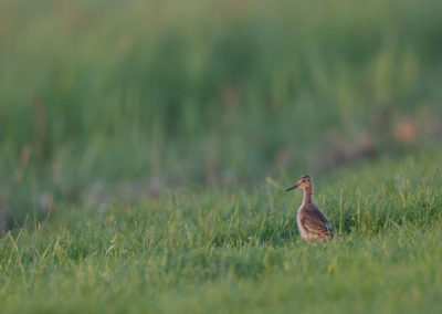 Grutto, Limosa limosa, Black-tailed godwit | Winsumermeeden