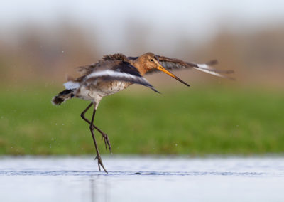 Grutto, Limosa limosa, Black-tailed godwit | Winsumermeeden