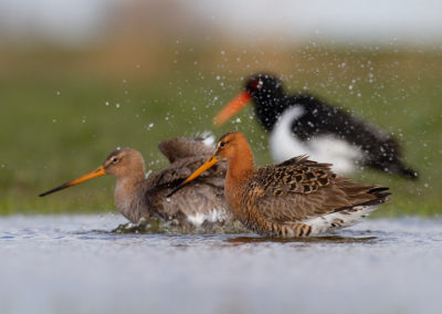 Grutto, Limosa limosa, Black-tailed godwit | Winsumermeeden