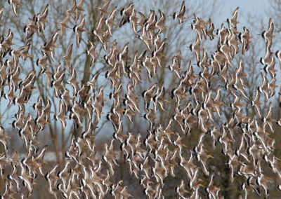 Grutto, Limosa limosa, Black-tailed godwit | Koningslaagte