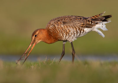 Grutto, Limosa limosa, Black-tailed godwit | Winsumermeeden