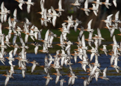 Grutto, Limosa limosa, Black-tailed godwit | Koningslaagte