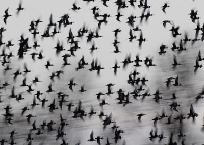 Grutto, Limosa limosa, Black-tailed godwit | Koningslaagte