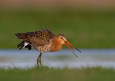 Grutto, Limosa limosa, Black-tailed godwit | Winsumermeeden