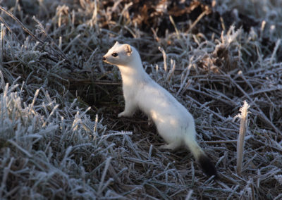 Hermelijn, Mustela erminea, Stoat | De Onlanden