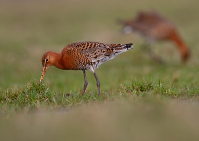 IJslandse grutto, Limosa limosa islandica, Islandic black-tailed godwit