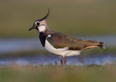 Kievit, Vanellus vanellus, Lapwing | Winsumermeeden