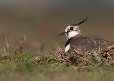 Kievit, Vanellus vanellus, Lapwing | Winsumermeeden