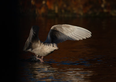 Kleine burgemeester, Larus glaucoides, Iceland gull