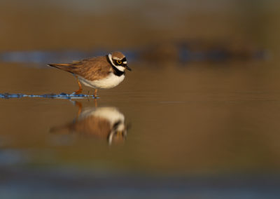 Kleine plevier, Charadrius dubius, Little ringed plover