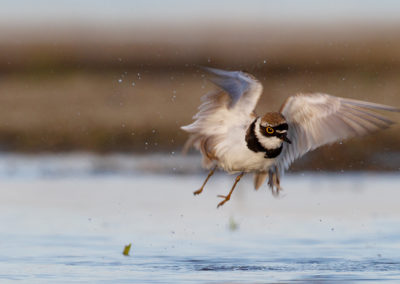 Kleine plevier, Charadrius dubius, Little ringed plover | Winsumermeeden