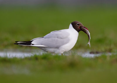 Kokmeeuw, Larus ridibundus, Black-headed gull