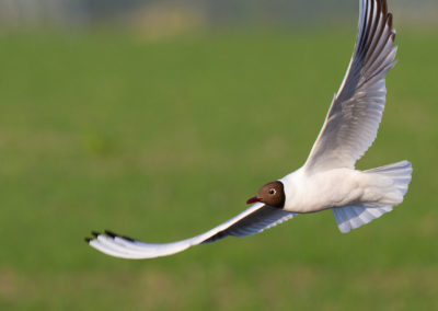 Kokmeeuw, Larus ridibundus, Black-headed gull | Winsumermeeden