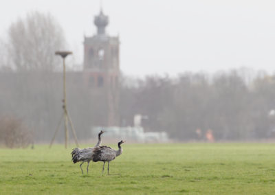 Kraanvogel, Grus grus, Common crane | Noordwolde