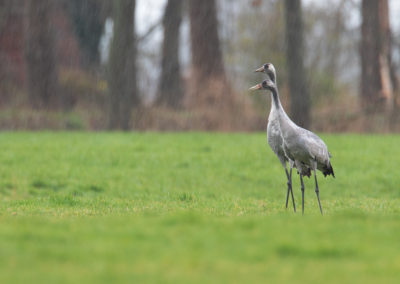 Kraanvogel, Grus grus, Common crane | Bedum