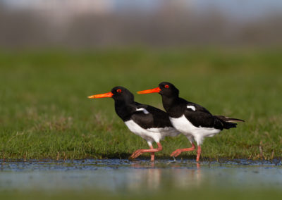 Scholekster, Haematopus ostralegus, Oystercatcher | Winsumermeeden