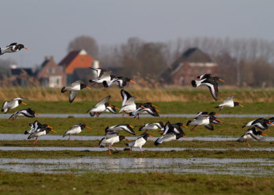 Scholekster, Haematopus ostralegus, Oystercatcher | Winsumermeeden