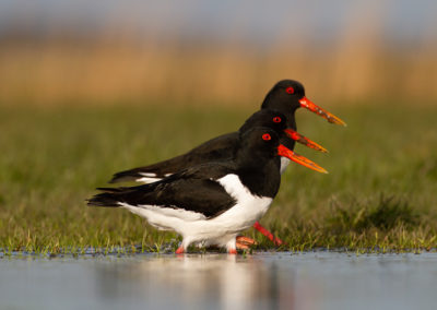 Scholekster, Haematopus ostralegus, Oystercatcher | Winsumermeeden