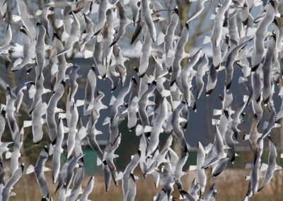 Stormmeeuw, Larus canus, Common Gull | Koningslaagte