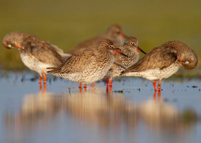 Tureluur, Tringa totanus, Common redshank | Winsumermeeden