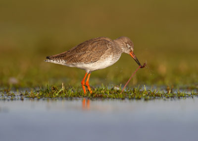 Tureluur, Tringa totanus, Common redshank | Winsumermeeden