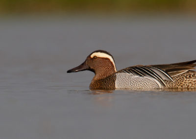 Zomertaling, Anas querquedula, Garganey | Winsumermeeden | Het Hogeland