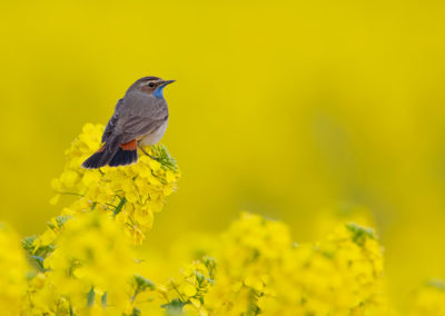 Blauwborst, Luscinia svecica, Bluethroat | Noordpolderzijl