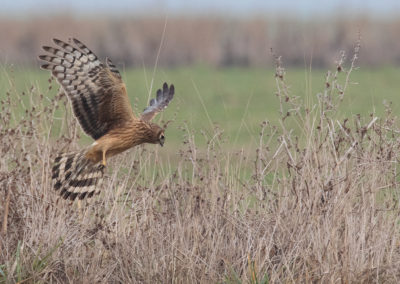 Blauwe kiekendief, Circus cyaneus, Hen harrier | Finsterwolde