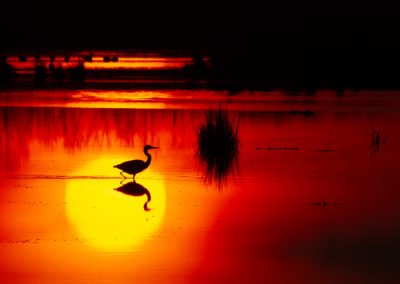 Blauwe reiger, Ardea cinerea, Grey heron | 't Roegwold