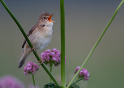 Bosrietzanger, Acrocephalus palustris, Marsh warbler | Lauwersmeer