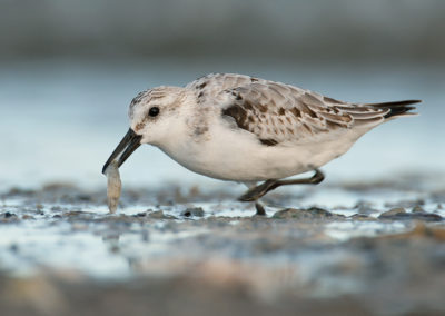 Drieteenstrandloper, Calidris alba, Sanderling