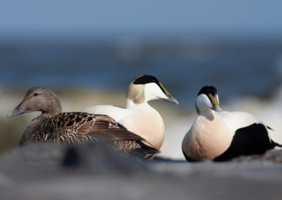 Eidereend, Somateria mollissima, Common eider | Vlieland