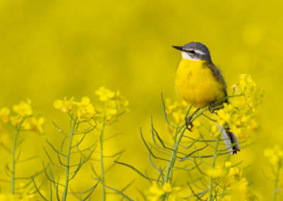 Gele kwikstaart, Motacilla flava, Blue-headed wagtail