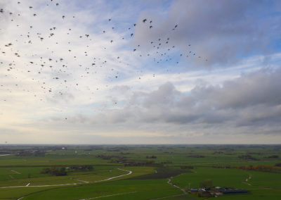 Goudplevier, Pluvialis apricaria, European golden plover