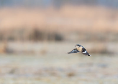 Klapekster, Lanius excubitor, Great grey shrike | 't Roegwold