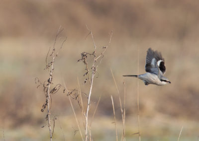 Klapekster, Lanius excubitor, Great grey shrike | Roegwold