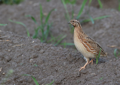 Kwartel, Coturnix coturnix, Common quail | 't Roegwold