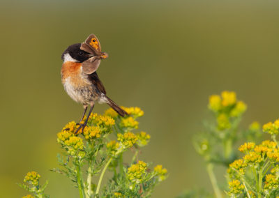 Roodborsttapuit, Saxicola torquata, Stonechat