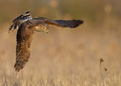 Blauwe kiekendief, Circus cyaneus, Hen harrier | Lauwersmeer