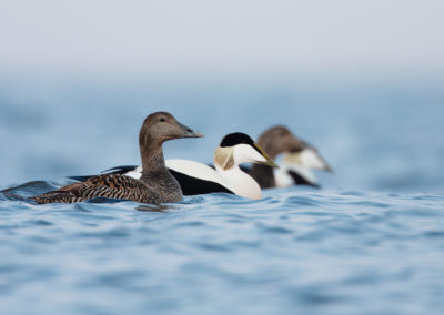 Eidereend, Somateria mollissima, Common eider | Vlieland